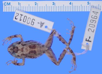 Media type: image; Herpetology A-90012